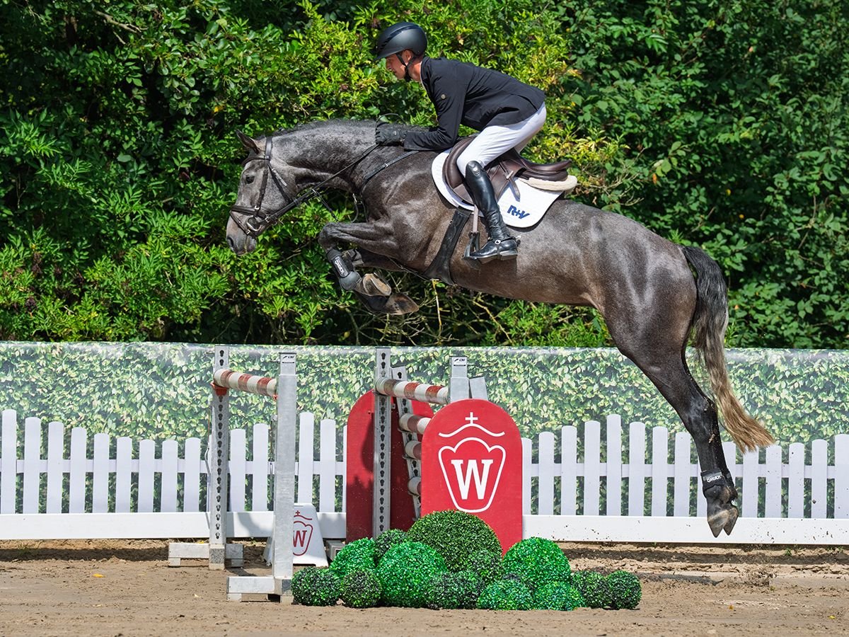 Hanoverian Gelding 4 years 16,1 hh Grey in M&#xFC;nster-Handorf