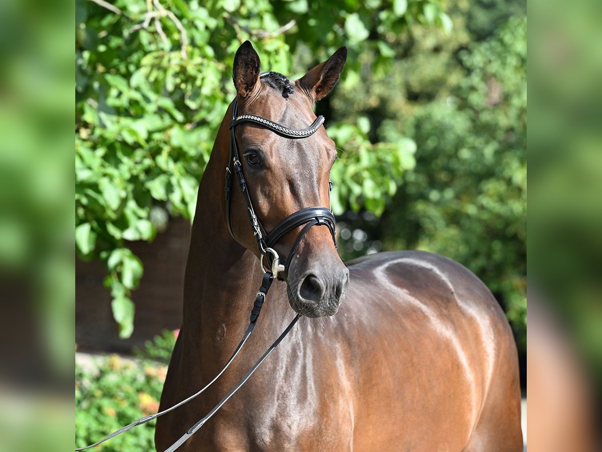 Hanoverian Gelding 4 years 16,2 hh Bay-Dark in Bad Bevensen