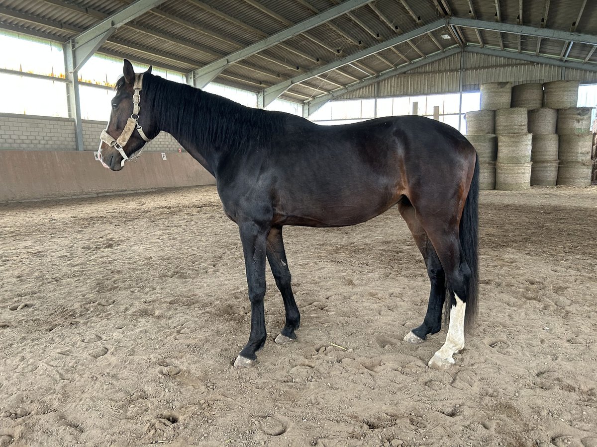 Hanoverian Gelding 4 years 16,2 hh Bay-Dark in Haan