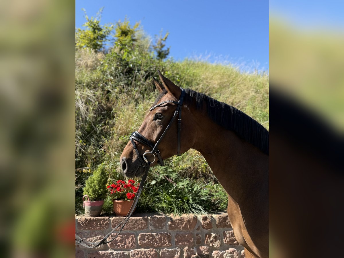 Hanoverian Gelding 4 years 16,2 hh Bay-Dark in Mossautal