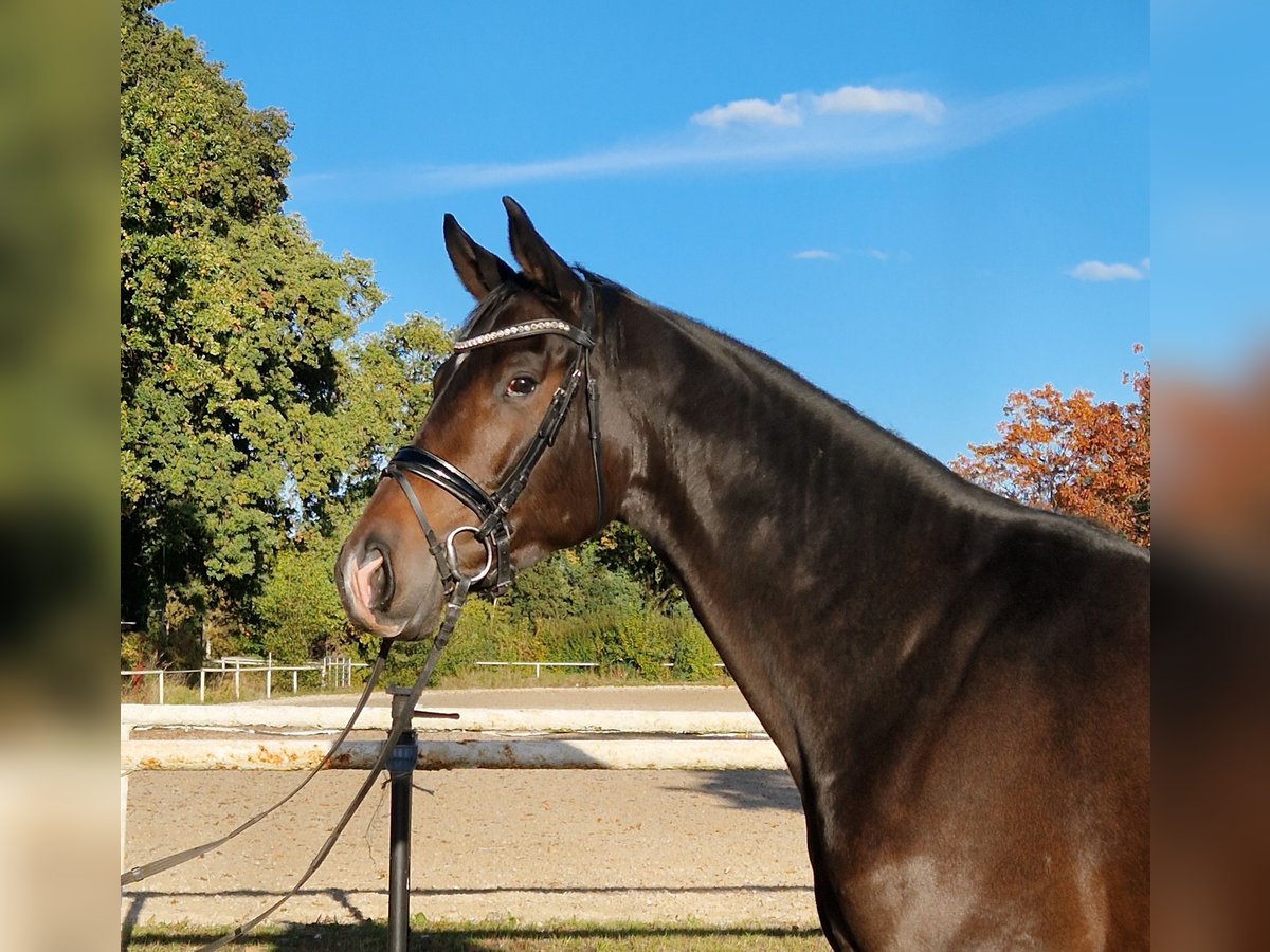 Hanoverian Gelding 4 years 16,2 hh Bay-Dark in Nienhagen