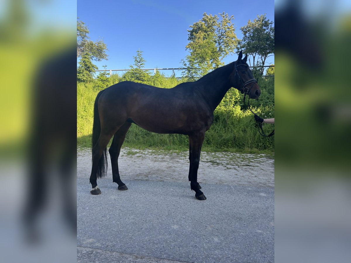 Hanoverian Gelding 4 years 16,2 hh Bay-Dark in Zell am Moos Hanoverian Gelding 4 years 16,2 hh Bay-Dark in Zell am Moos