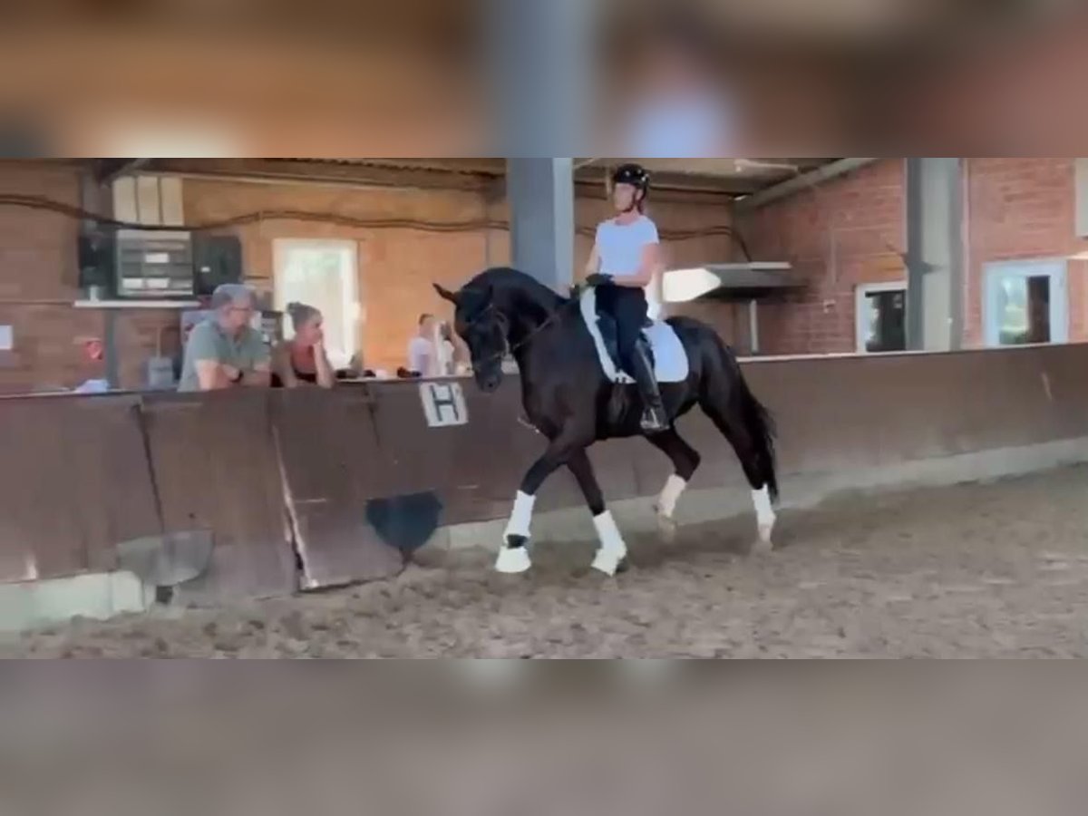 Hanoverian Gelding 4 years 16,2 hh Black in Minden