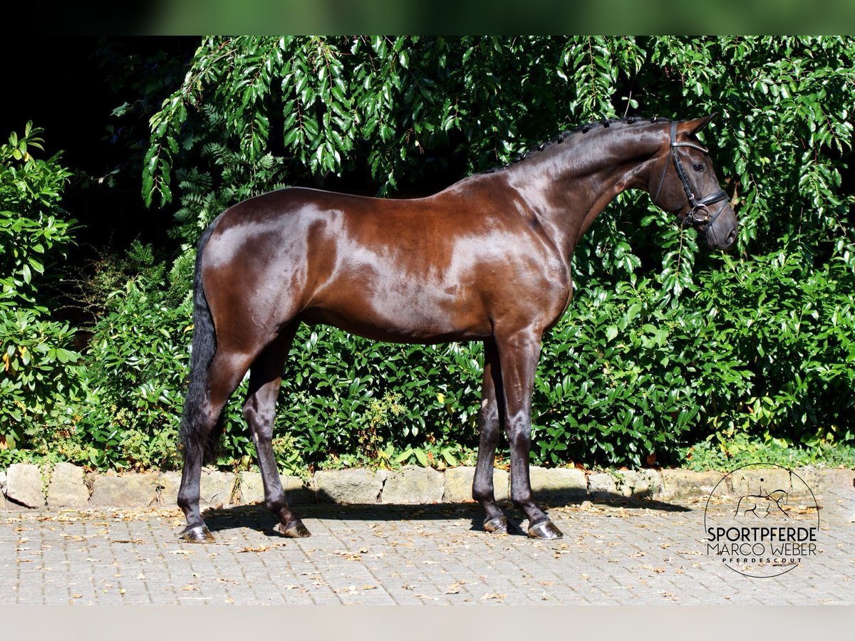 Hanoverian Gelding 4 years 16,2 hh Black in Schapen
