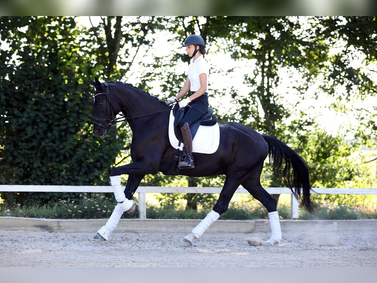 Hanoverian Gelding 4 years 16,2 hh Black in Hammersbach