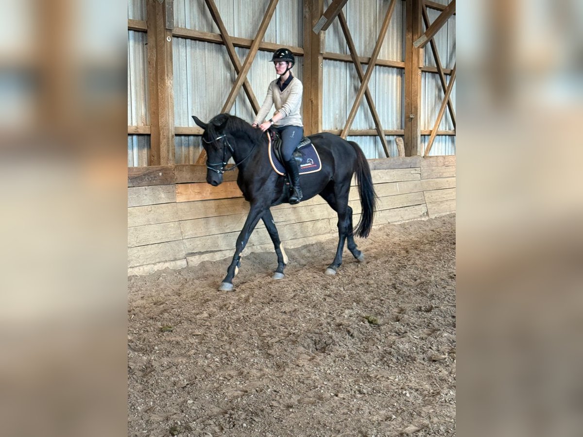 Hanoverian Gelding 4 years 16,2 hh Black in Lohbarbek