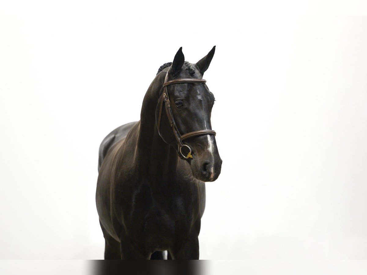 Hanoverian Gelding 4 years 16,2 hh Black in Waddinxveen