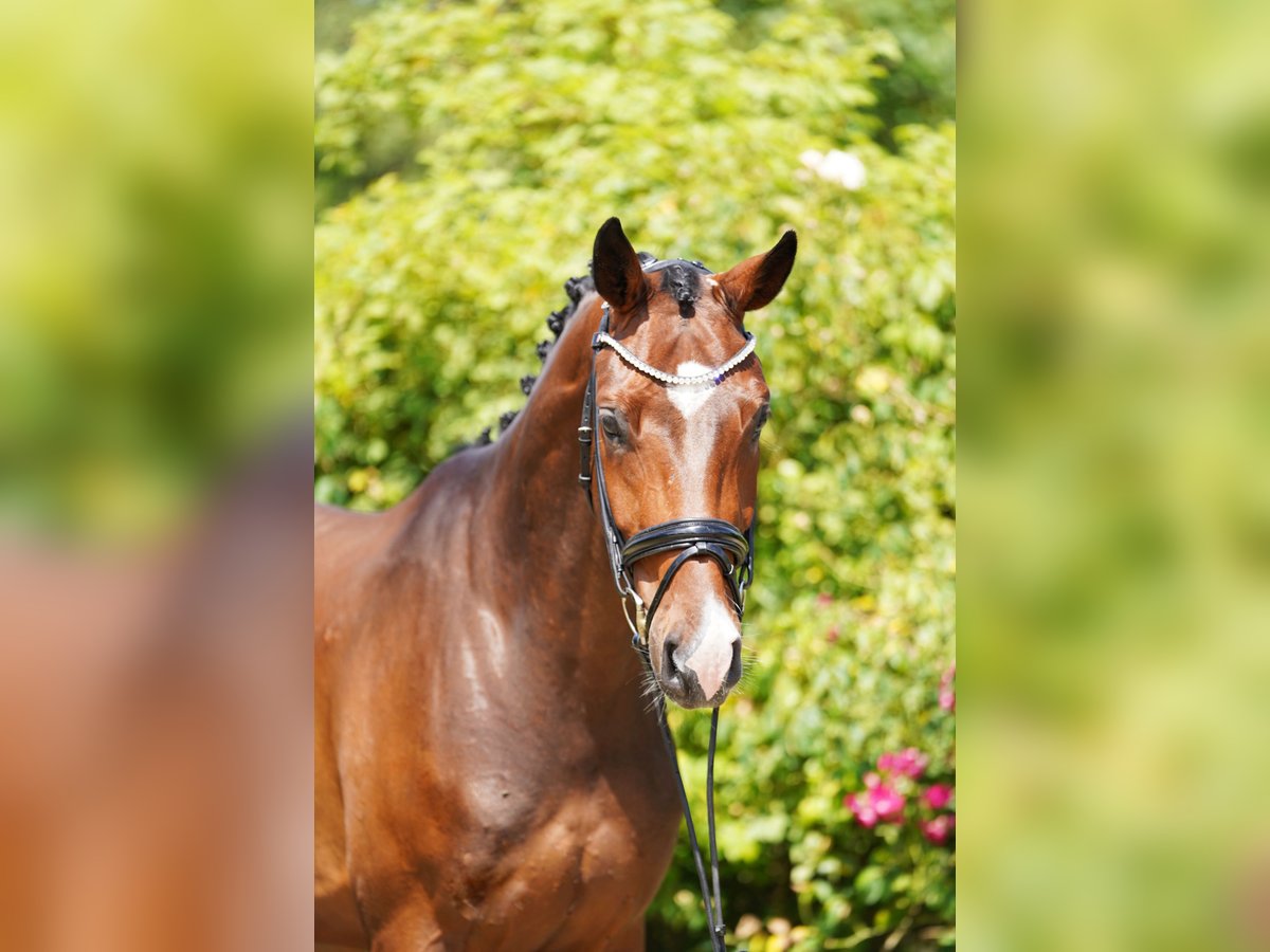 Hanoverian Gelding 4 years 16,2 hh Brown in Hohenfelde