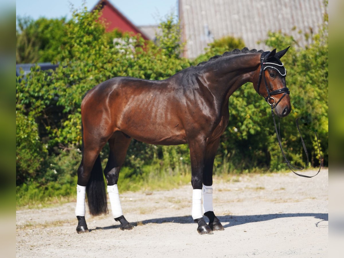 Hanoverian Gelding 4 years 16,2 hh Brown in Hohenfelde
