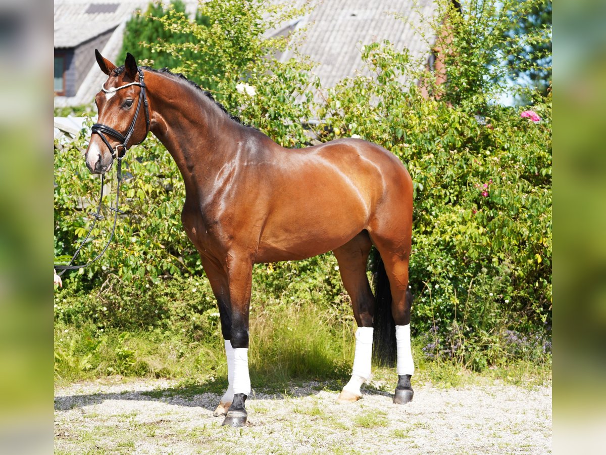Hanoverian Gelding 4 years 16,2 hh Brown in Hohenfelde