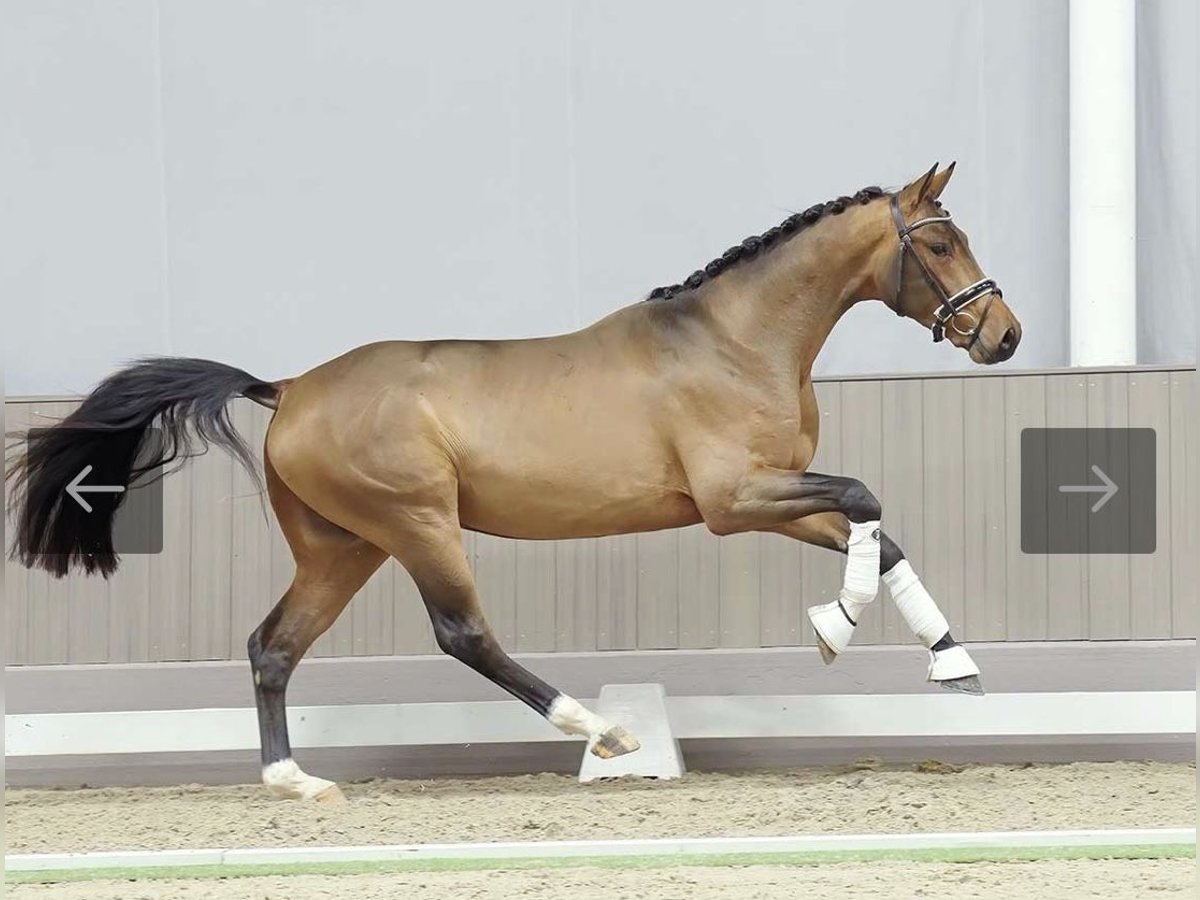 Hanoverian Gelding 4 years 16,2 hh Brown in Bad Endorf