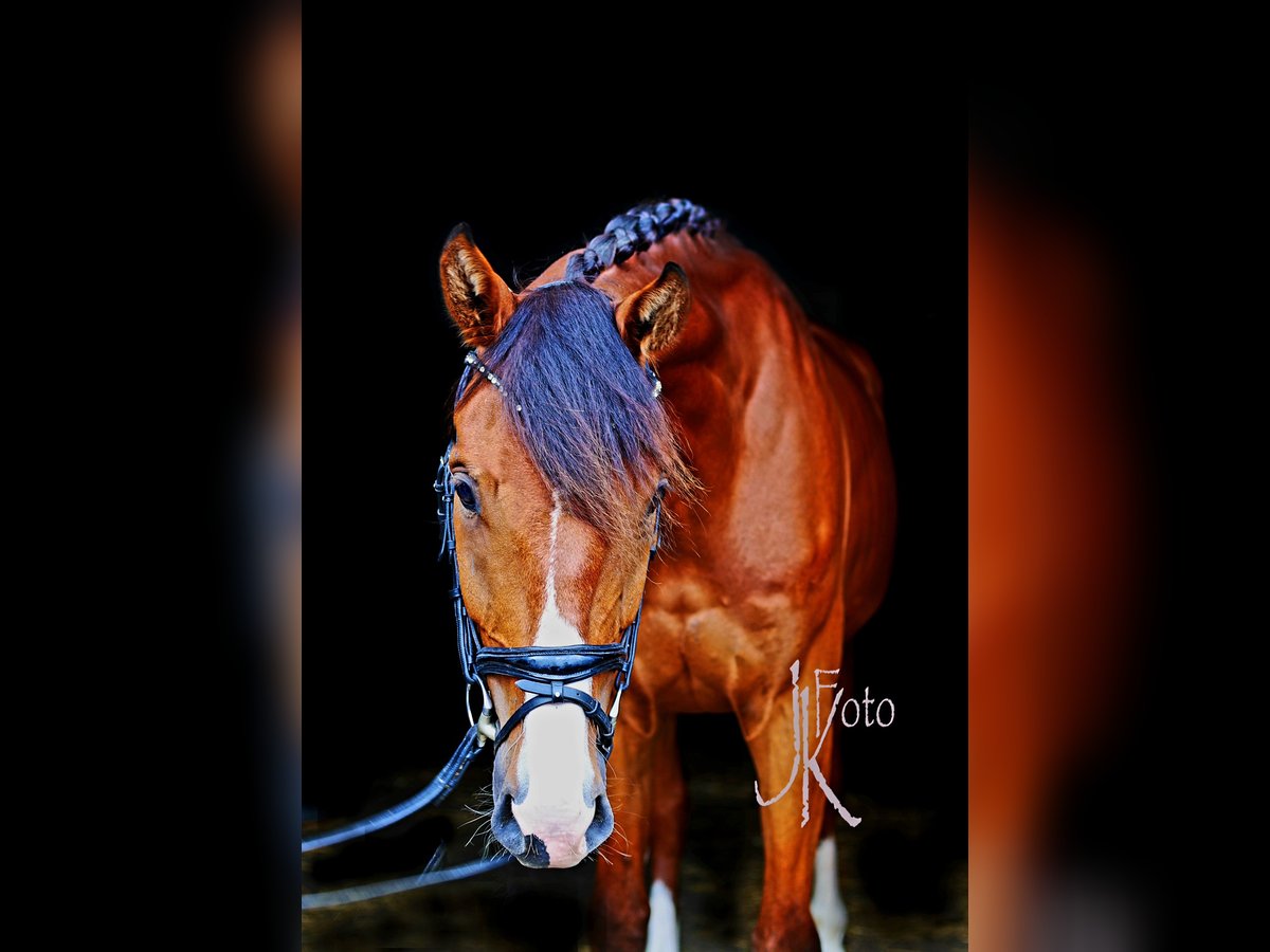 Hanoverian Gelding 4 years 16,2 hh Brown in Kempen
