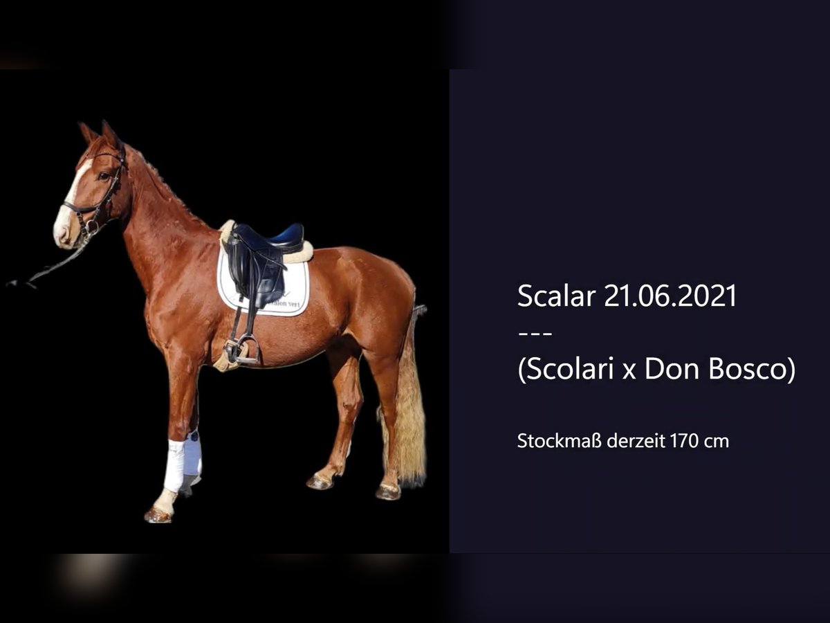 Hanoverian Gelding 4 years 16,2 hh Chestnut-Red in Altenkirchen