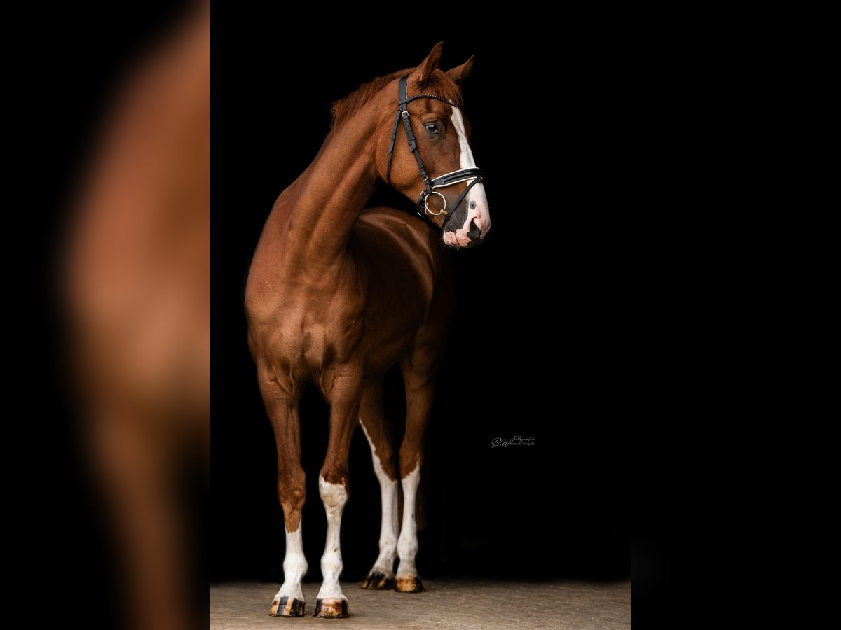 Hanoverian Gelding 4 years 16,3 hh Chestnut-Red in Bad Pyrmont