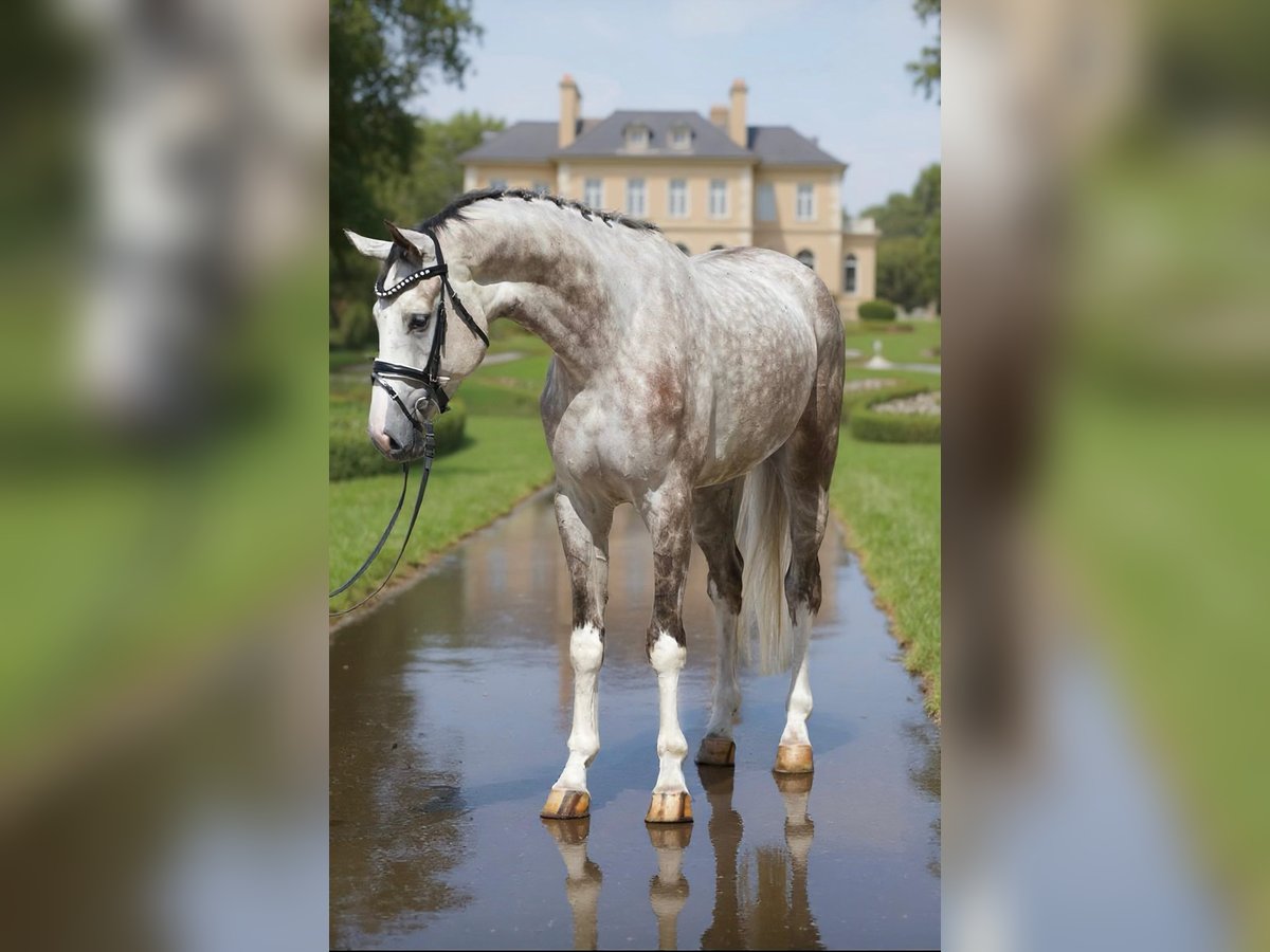 Hanoverian Gelding 4 years 16,3 hh Grey in Zalaegerszeg Hanoverian Gelding 4 years 16,3 hh Grey in Zalaegerszeg