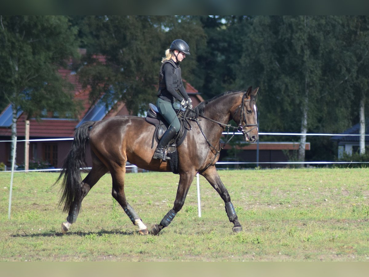 Hanoverian Gelding 4 years 17,1 hh Bay-Dark in Tarmstedt