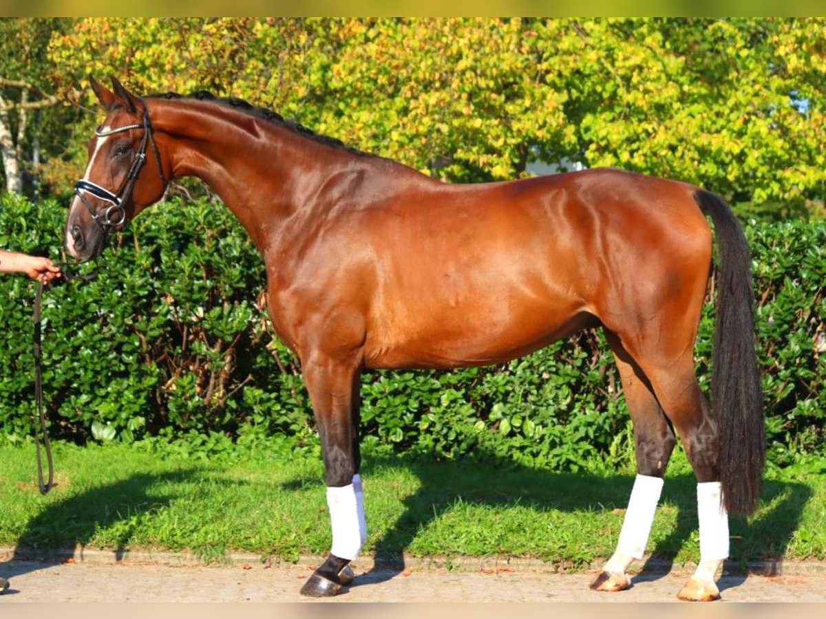 Hanoverian Gelding 4 years 17,1 hh Brown in Selsingen