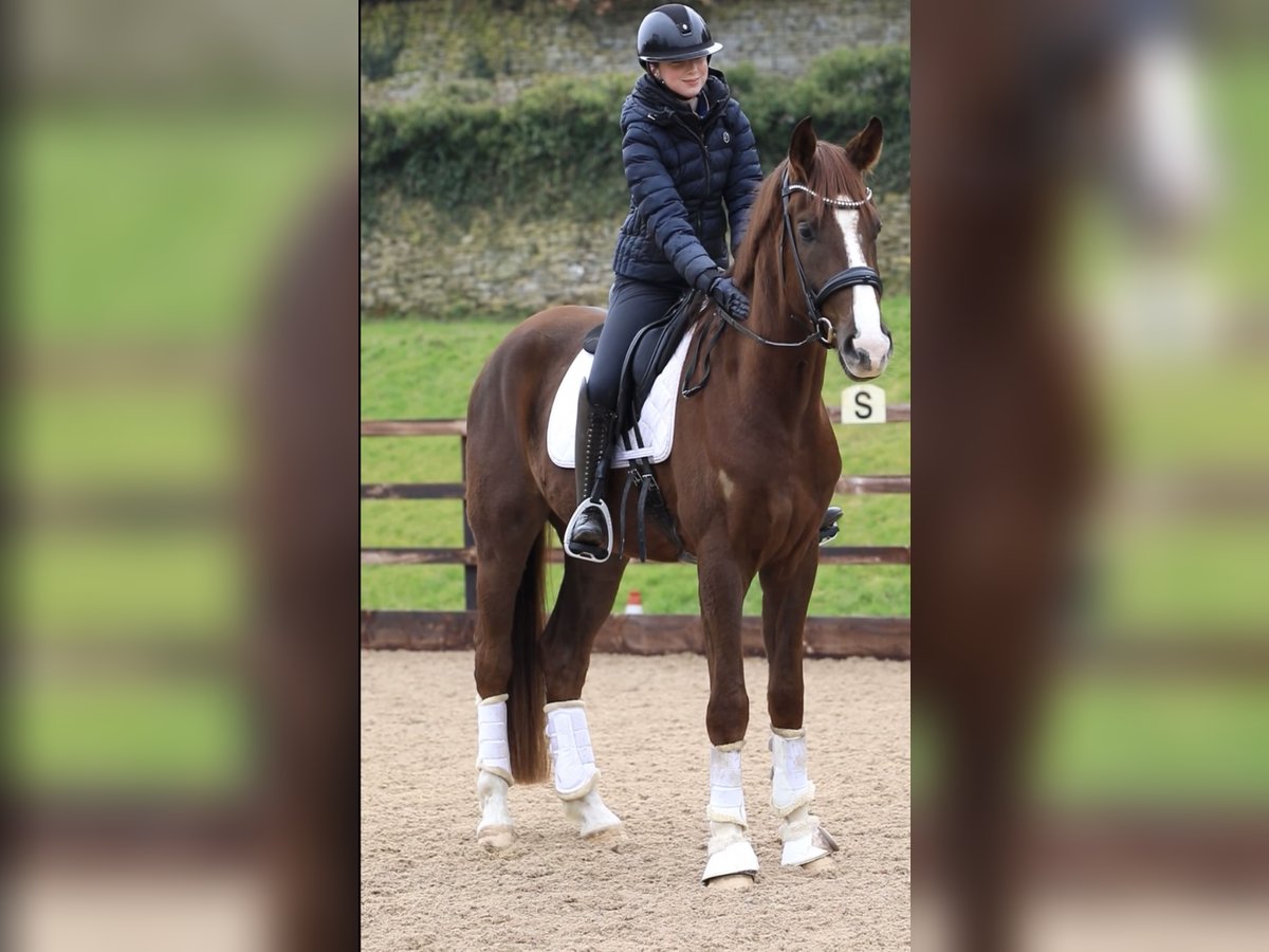 Hanoverian Gelding 4 years 17,1 hh Chestnut in Gloucestershire