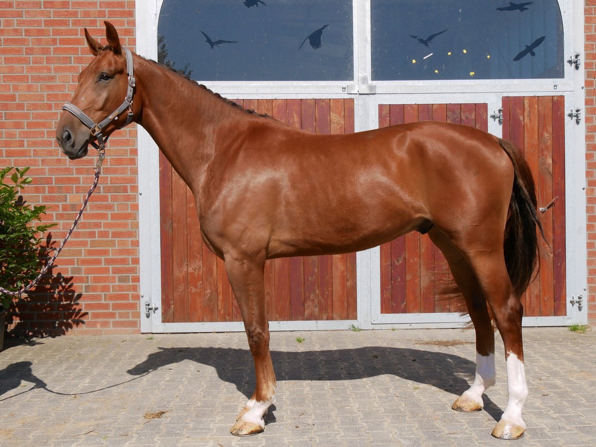 Hanoverian Gelding 4 years 17,1 hh in Dorsten