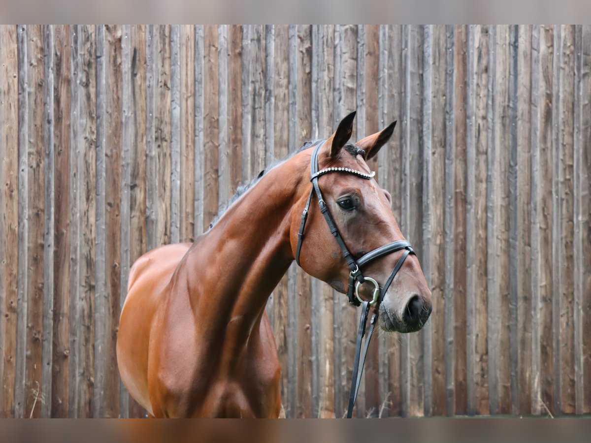 Hanoverian Gelding 4 years 17,2 hh Bay-Dark in Celle