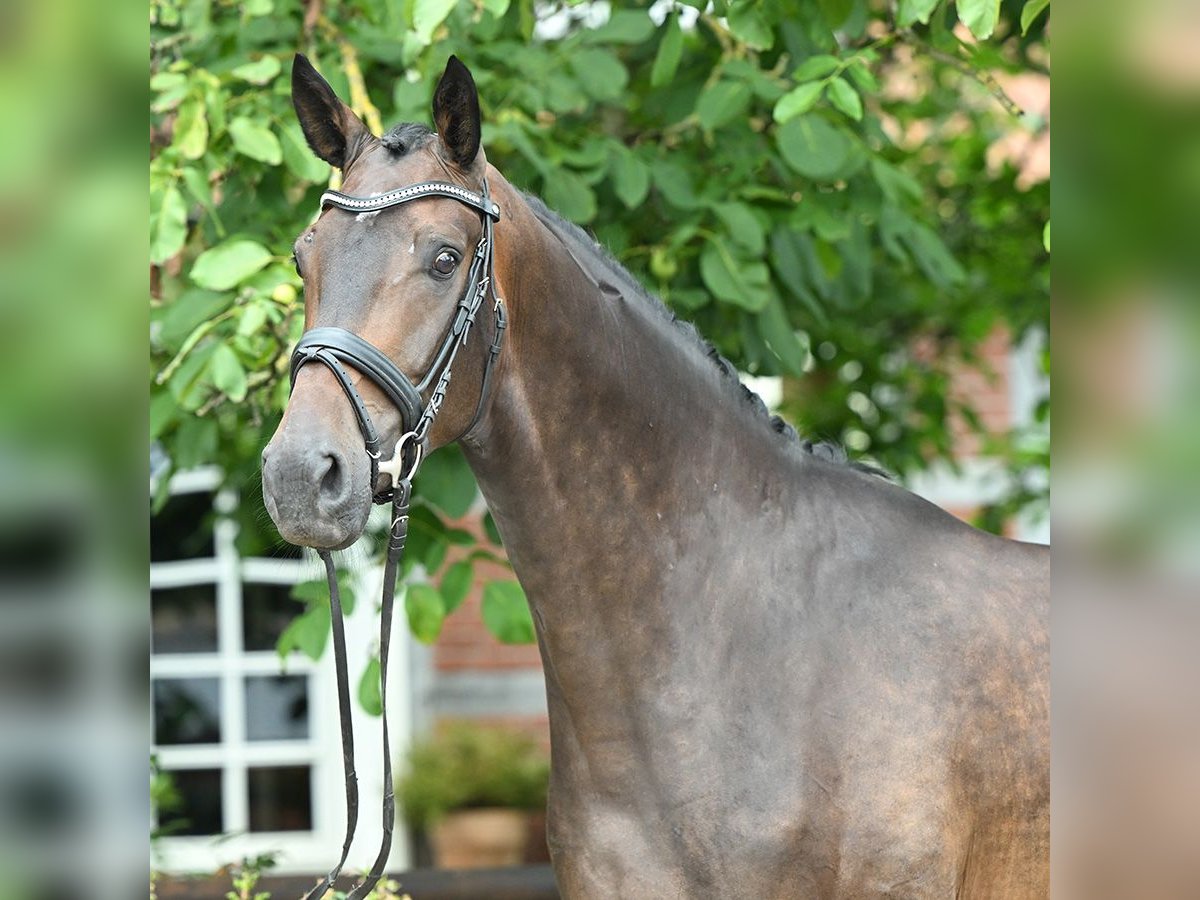 Hanoverian Gelding 4 years 17 hh Bay-Dark in Bad Bevensen