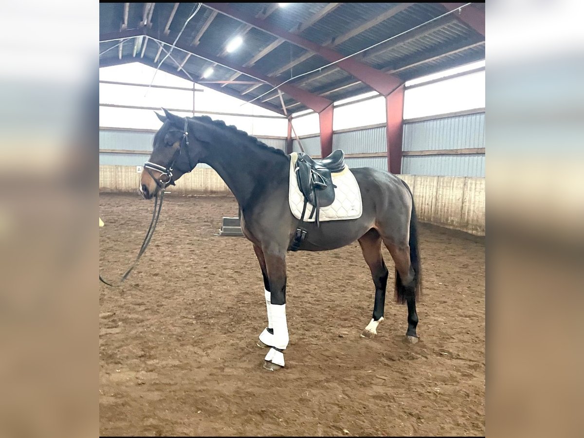 Hanoverian Gelding 4 years 17 hh Bay-Dark in Kirchlinteln