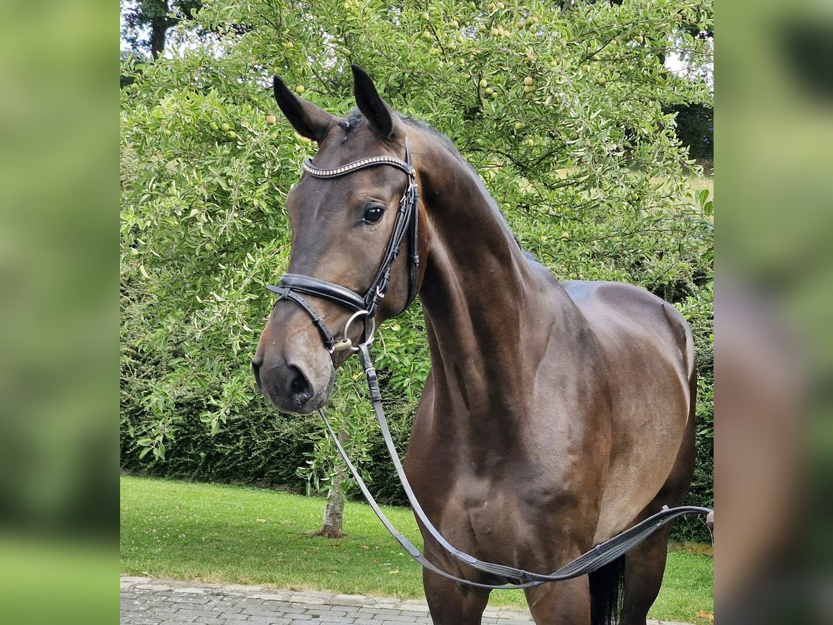 Hanoverian Gelding 4 years 17 hh Bay-Dark in Ostercappeln