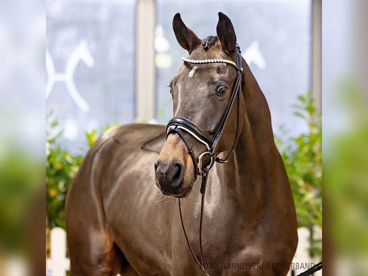 Hanoverian Gelding 4 years 17 hh Bay-Dark in Verden