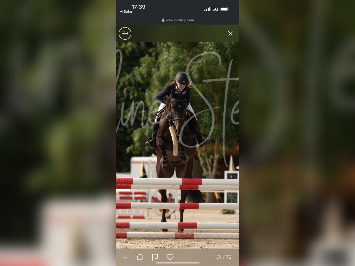 Hanoverian Gelding 4 years 17 hh Bay-Dark in Stockstadt am Rhein