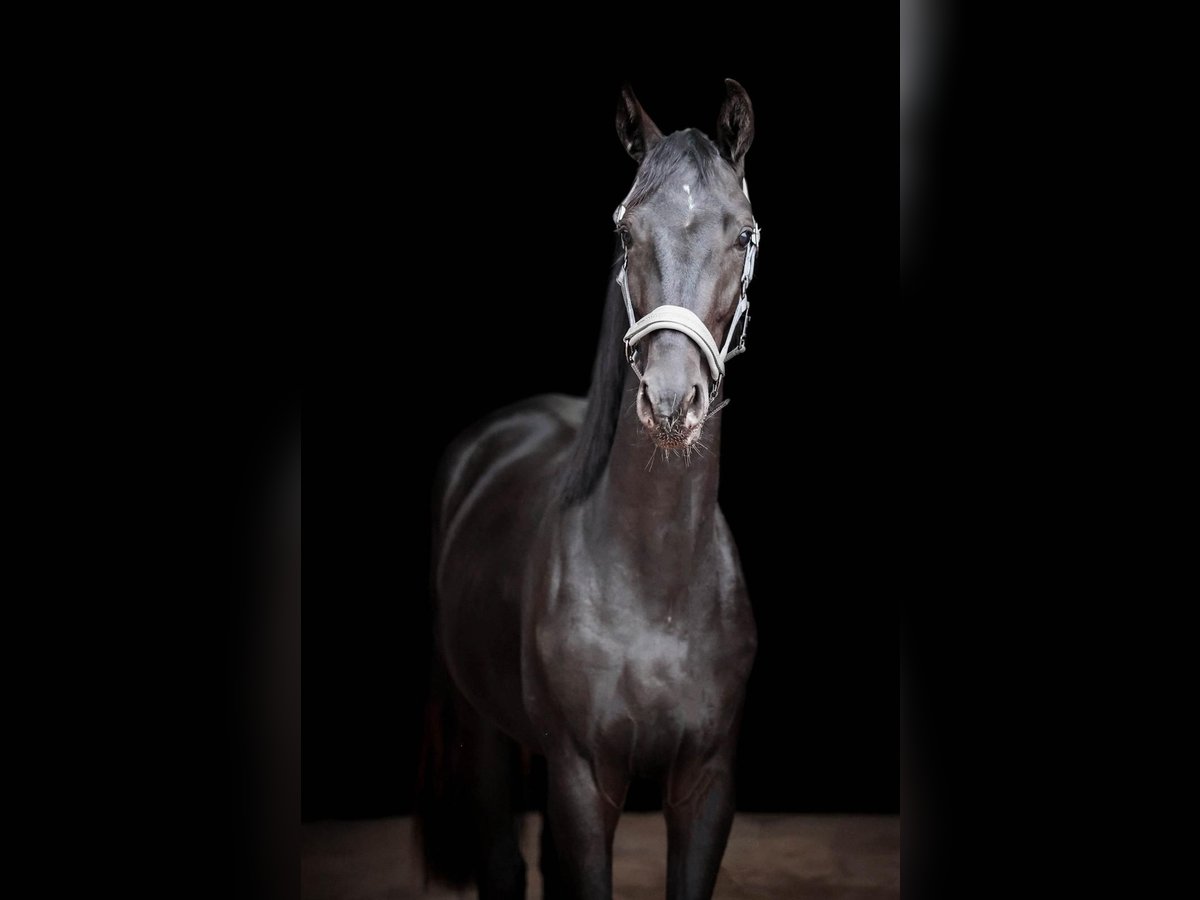 Hanoverian Gelding 4 years 17 hh Black in M&#xF6;nchengladbach