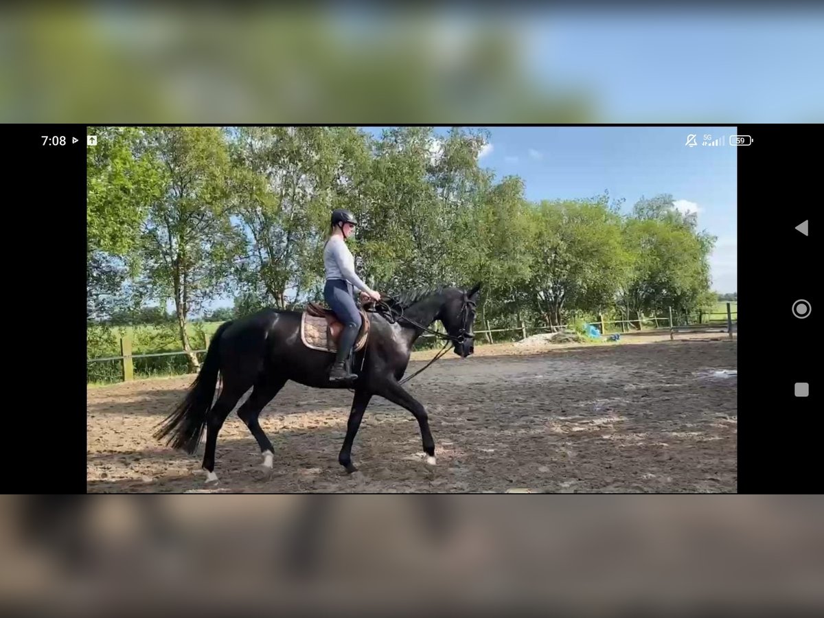 Hanoverian Gelding 4 years 17 hh Black in Leezdorf