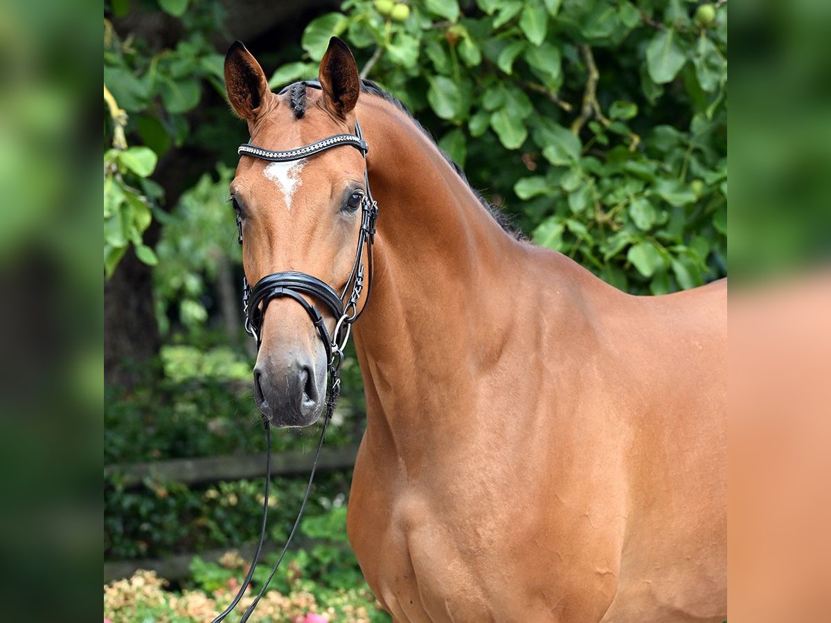 Hanoverian Gelding 4 years 17 hh Brown in Bad Bevensen