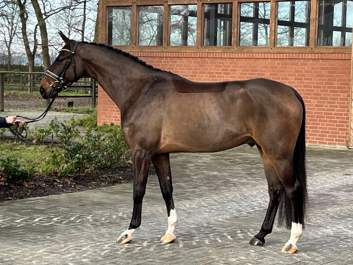 Hanoverian Gelding 4 years 17 hh Brown in Barver