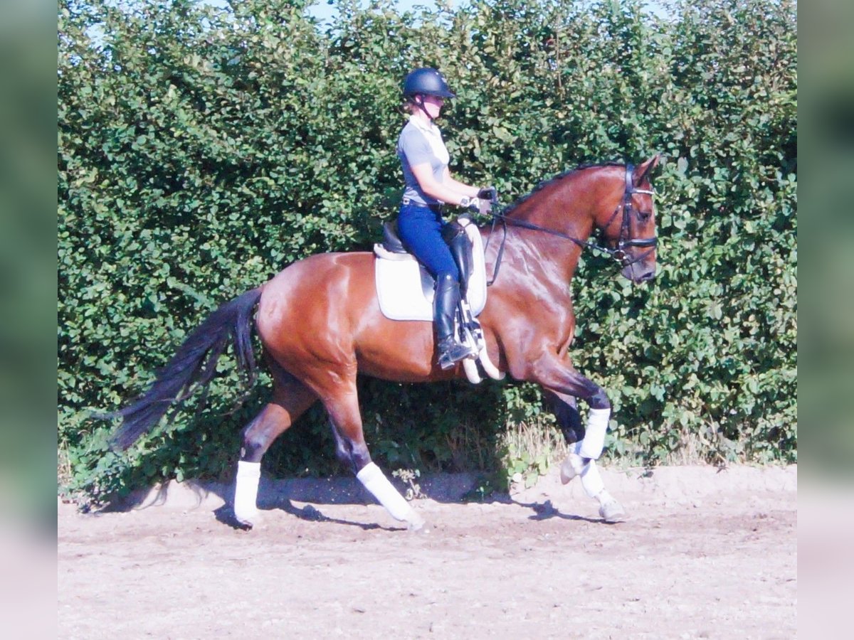 Hanoverian Gelding 4 years 17 hh Brown in Scharnebeck