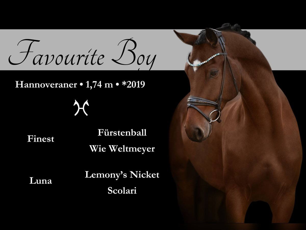 Hanoverian Gelding 4 years 17 hh Brown in Wehringen