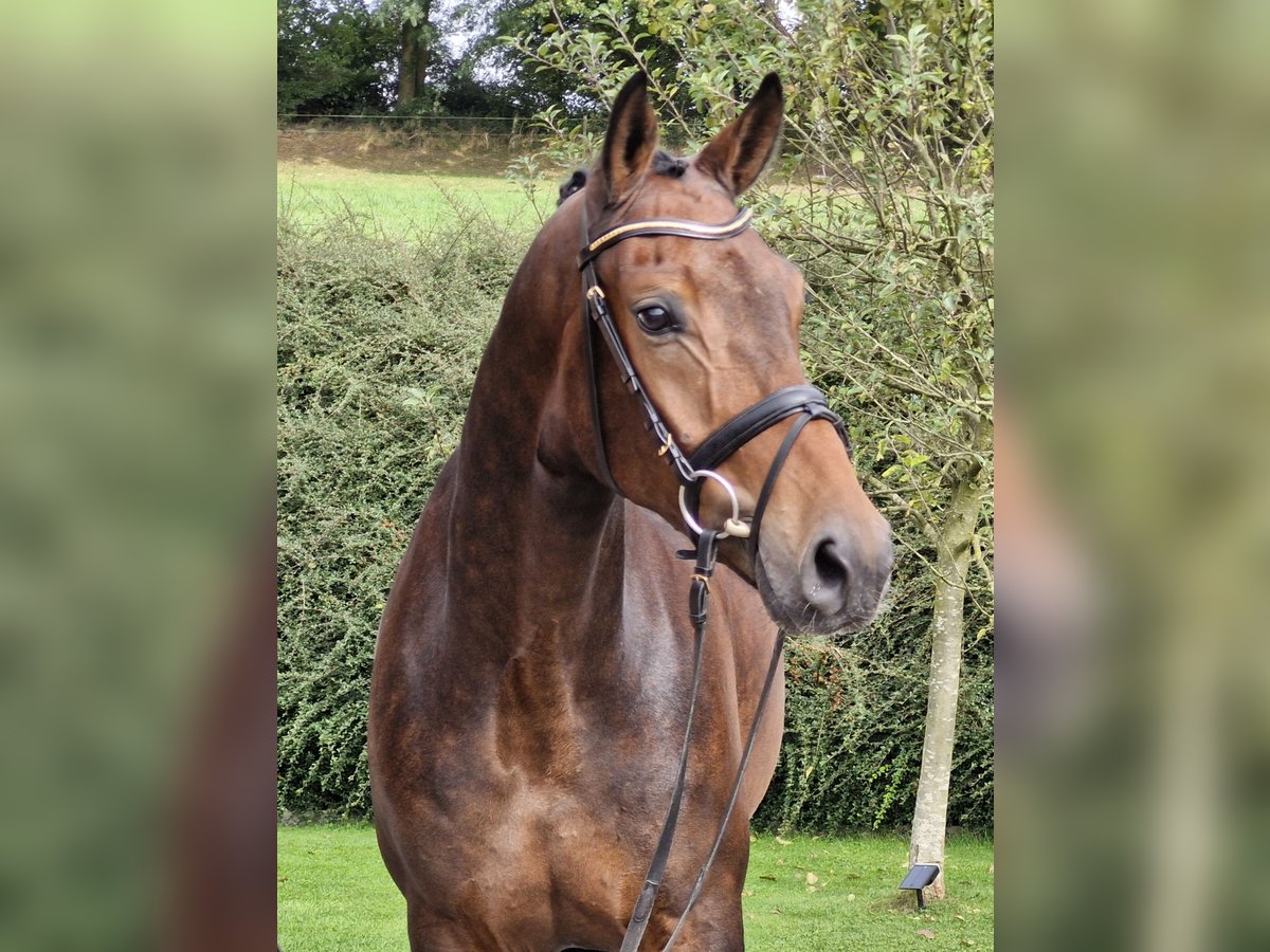 Hanoverian Gelding 4 years 17 hh Brown in Ostercappeln