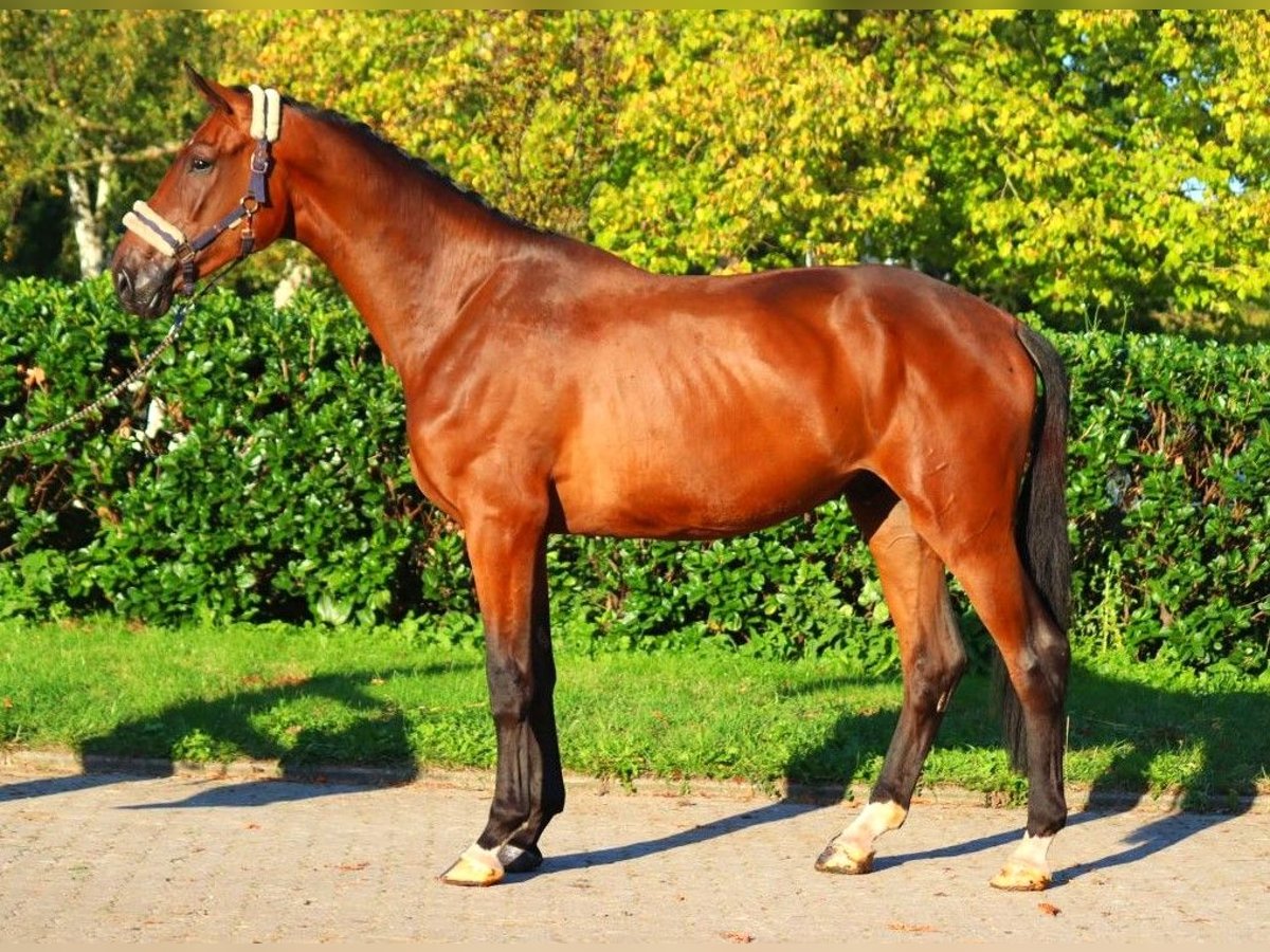 Hanoverian Gelding 4 years 17 hh Brown in Selsingen