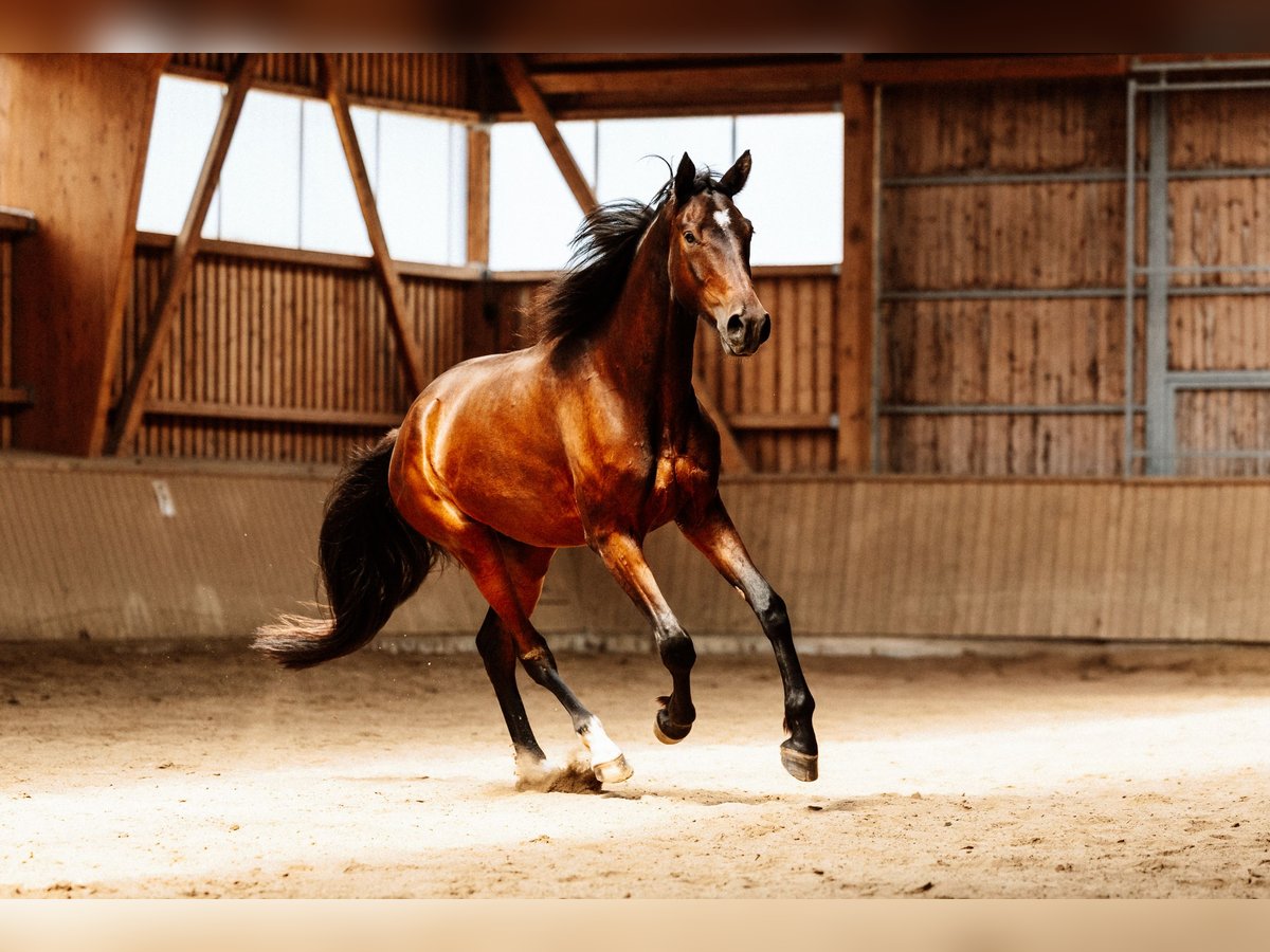 Hanoverian Gelding 4 years 17 hh Brown in Steinau an der Stra&#xDF;e