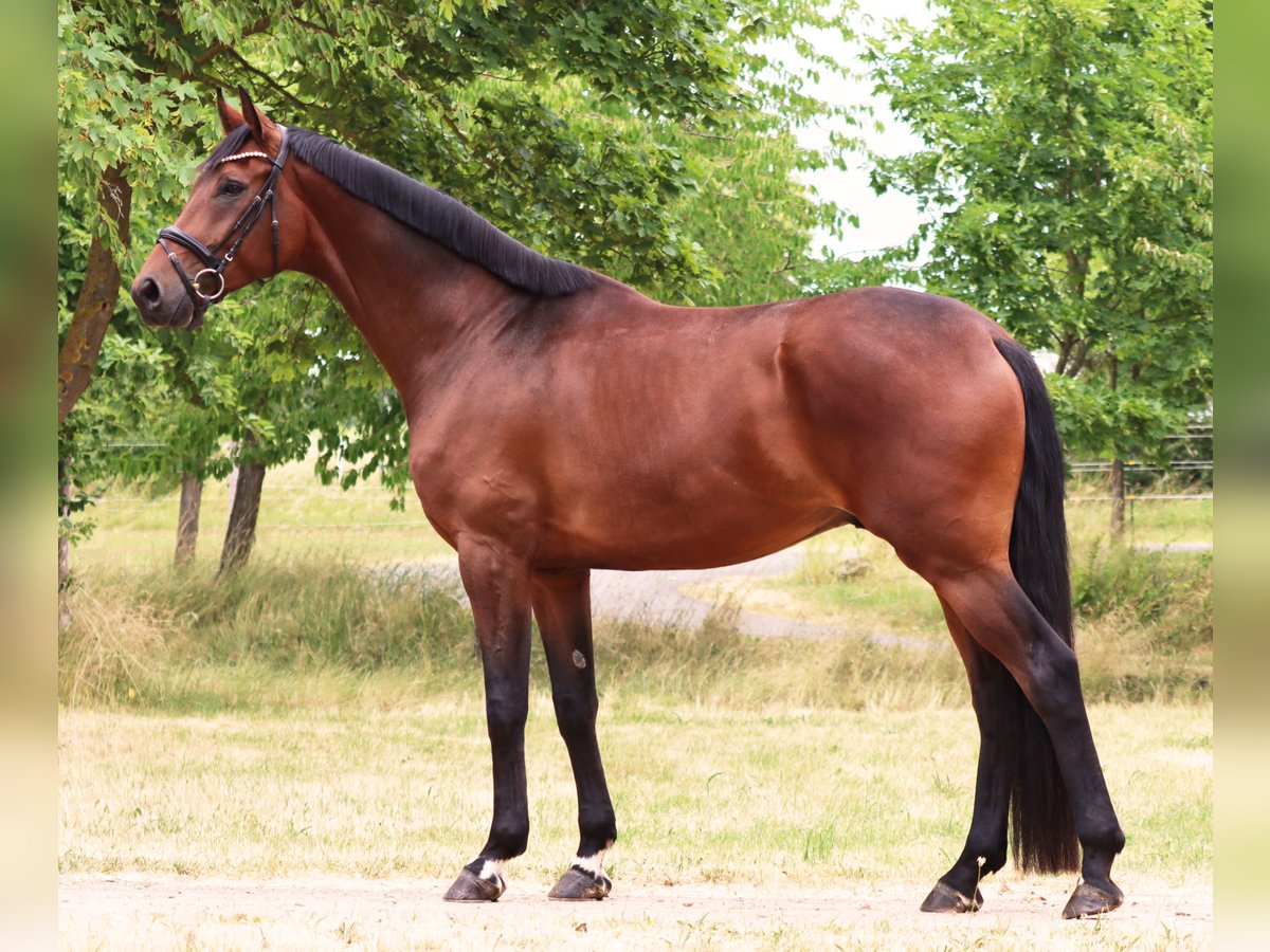 Hanoverian Gelding 4 years 17 hh Brown in Standenbühl