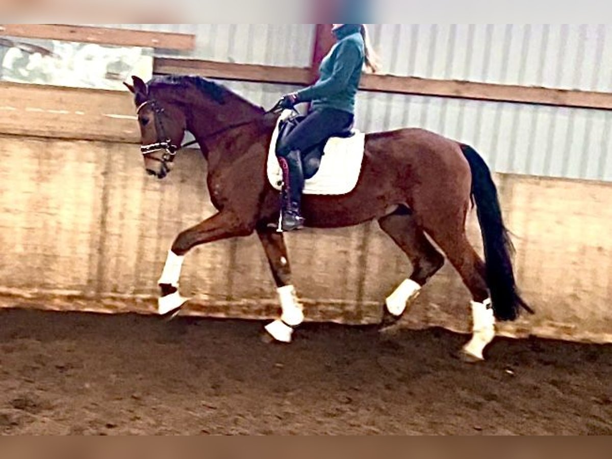 Hanoverian Gelding 4 years 17 hh Brown in Kirchlinteln