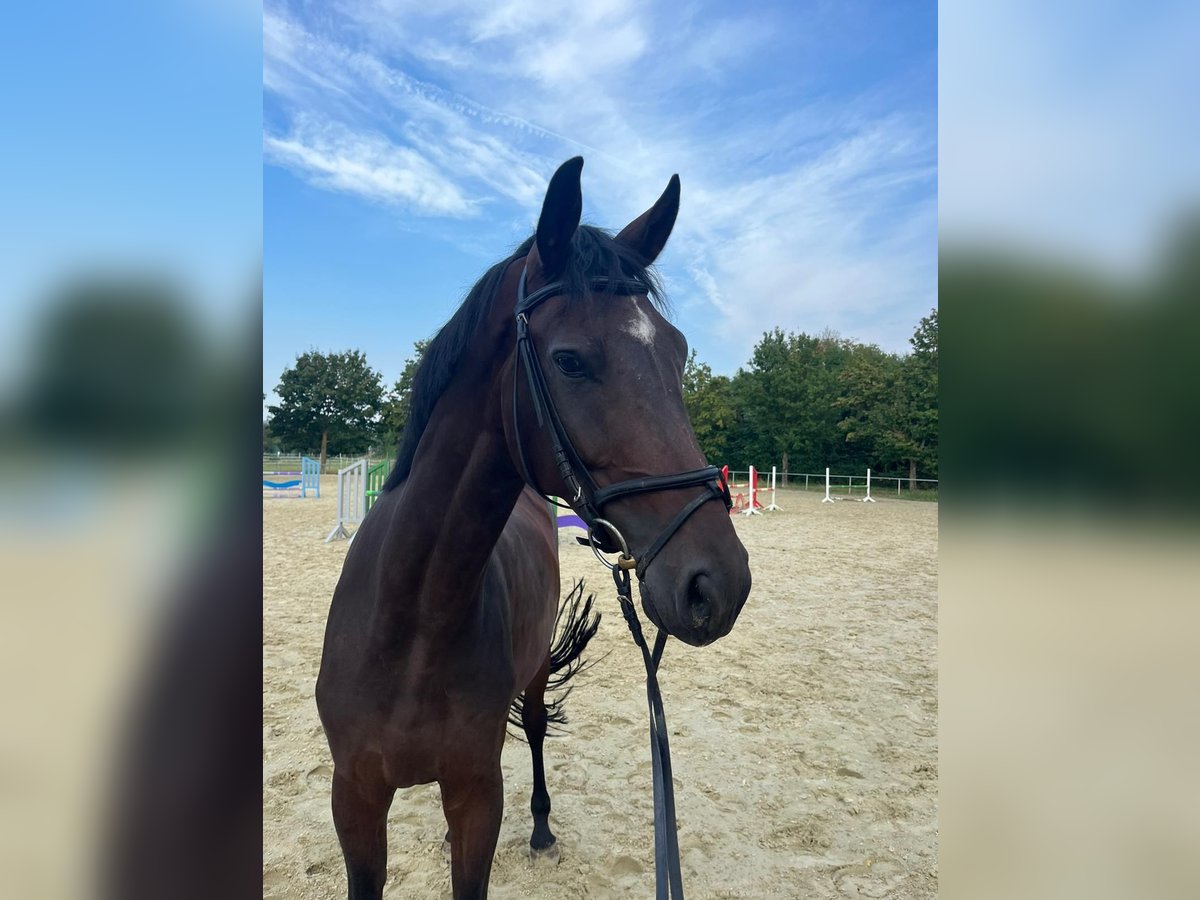 Hanoverian Gelding 4 years 17 hh Brown in Edingen-Neckarhausen