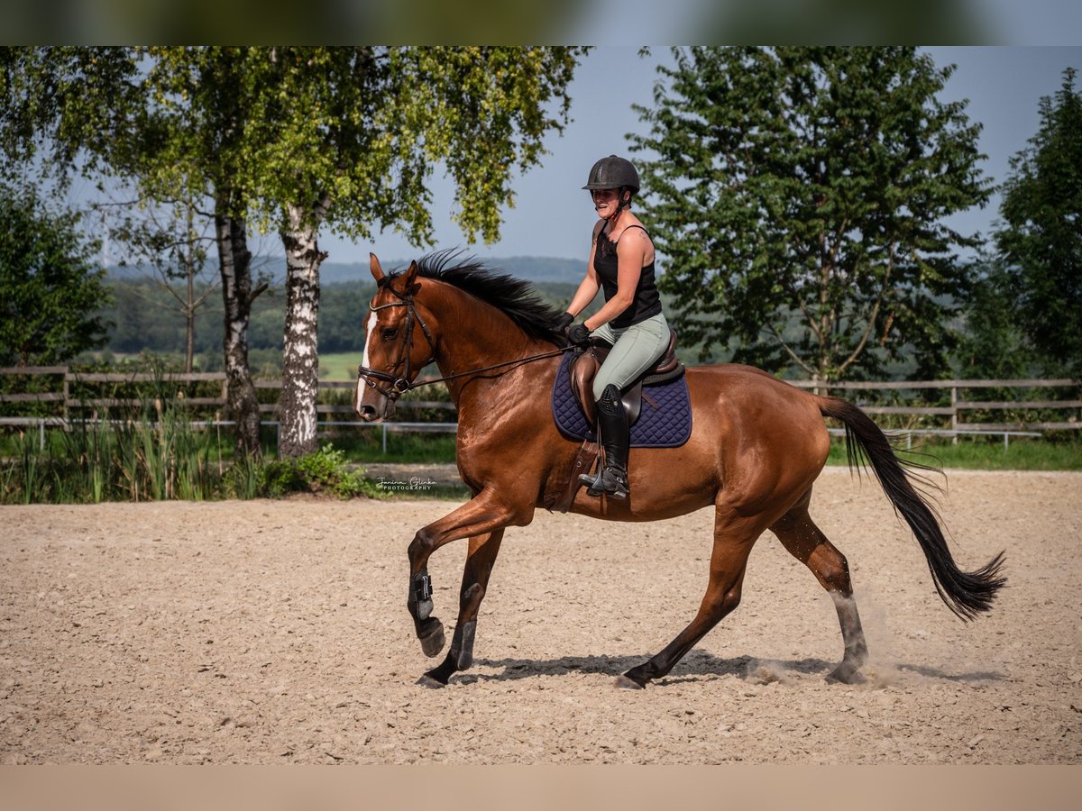 Hanoverian Gelding 4 years 17 hh Brown in Marienhausen Hanoverian Gelding 4 years 17 hh Brown in Marienhausen