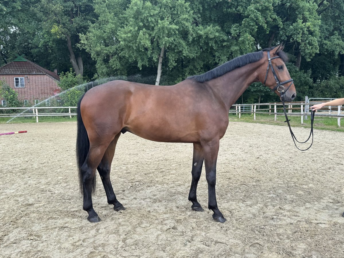 Hanoverian Gelding 4 years 17 hh Brown in Hoya Hanoverian Gelding 4 years 17 hh Brown in Hoya