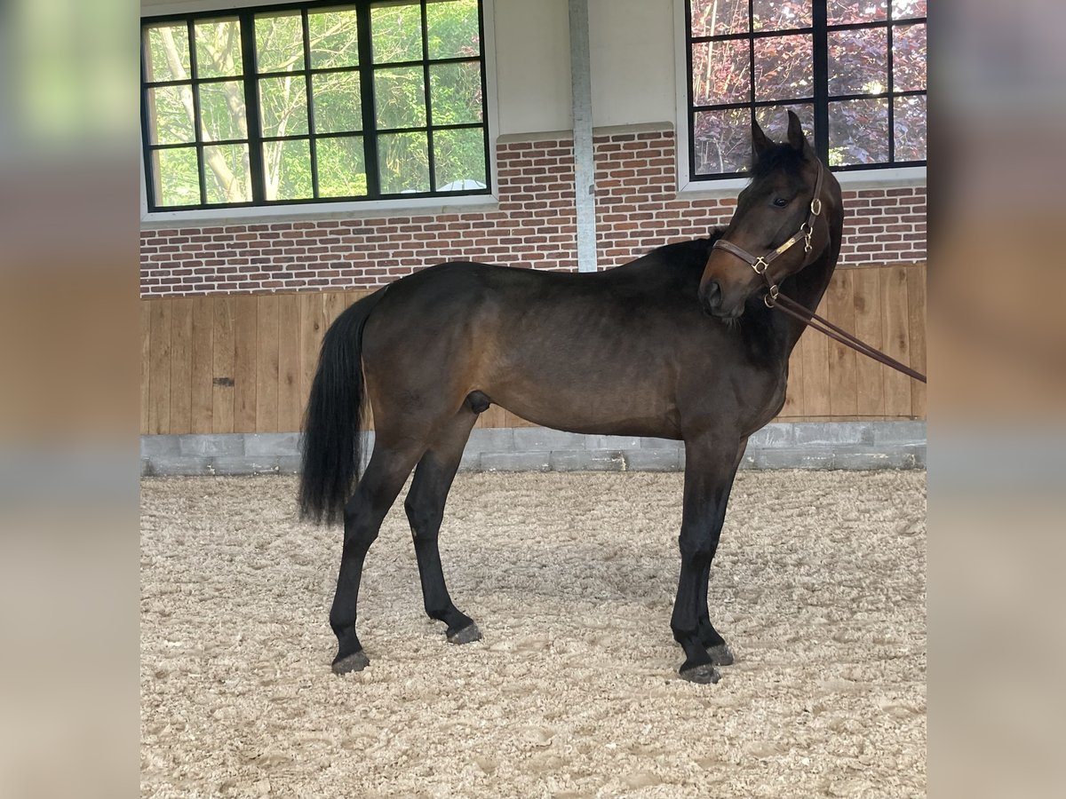 Hanoverian Gelding 4 years 17 hh Brown in Soumagne