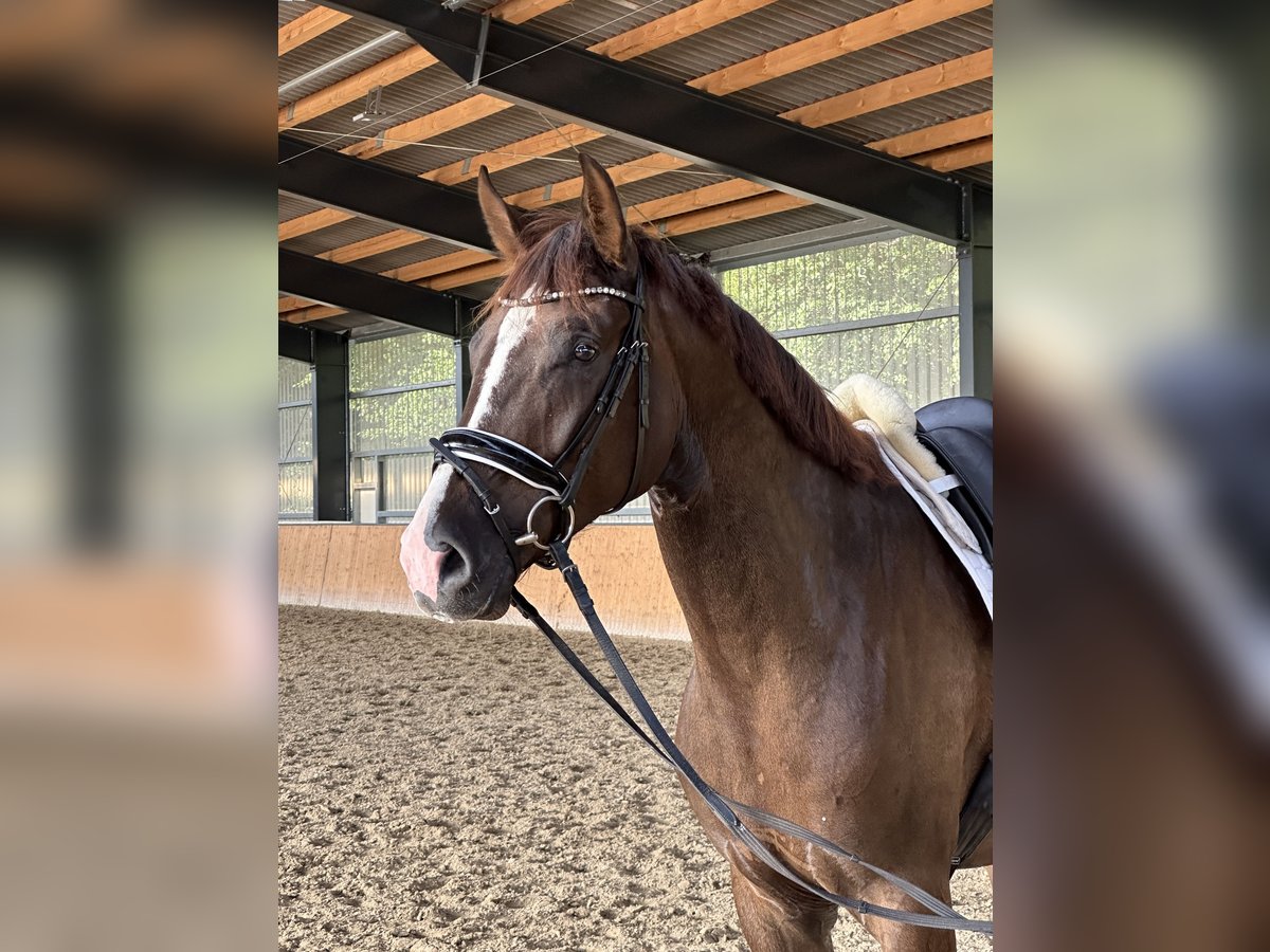 Hanoverian Gelding 4 years 17 hh Chestnut in Hohenhameln