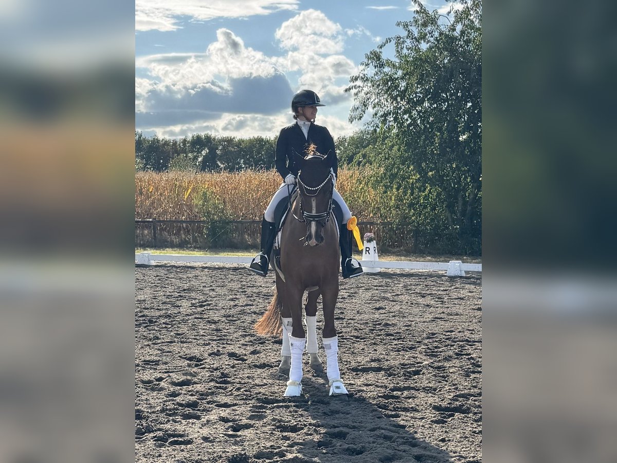 Hanoverian Gelding 4 years 17 hh Chestnut in Ree&#xDF;um