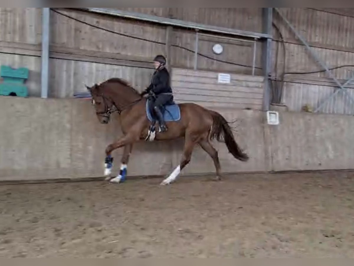 Hanoverian Gelding 4 years 17 hh Chestnut-Red in FrielendorfFrielendorf