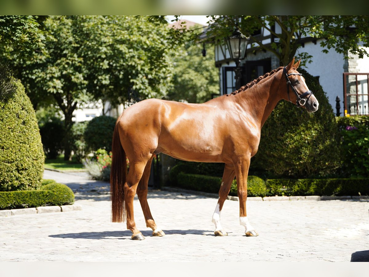 Hanoverian Gelding 4 years 17 hh Chestnut-Red in Kronberg im Taunus