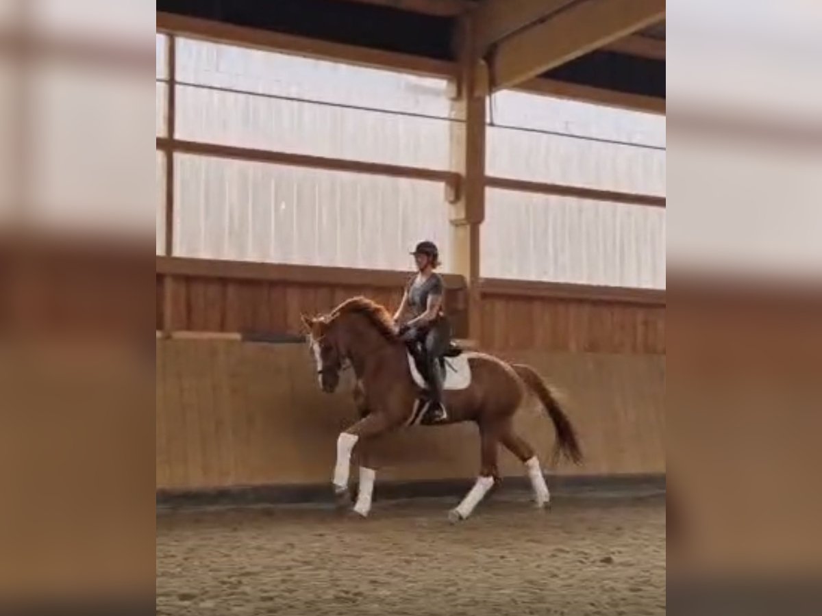Hanoverian Gelding 4 years 17 hh Chestnut-Red in Bonn