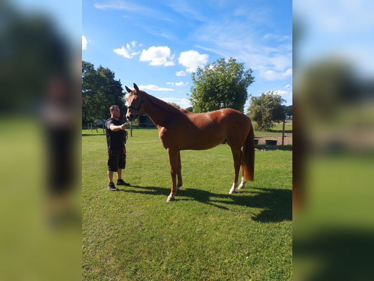 Hanoverian Gelding 4 years 17 hh Chestnut-Red in Bargischow OT Woserow